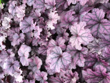 3 Grand Amethyst Heuchera in 3.5" inch pots